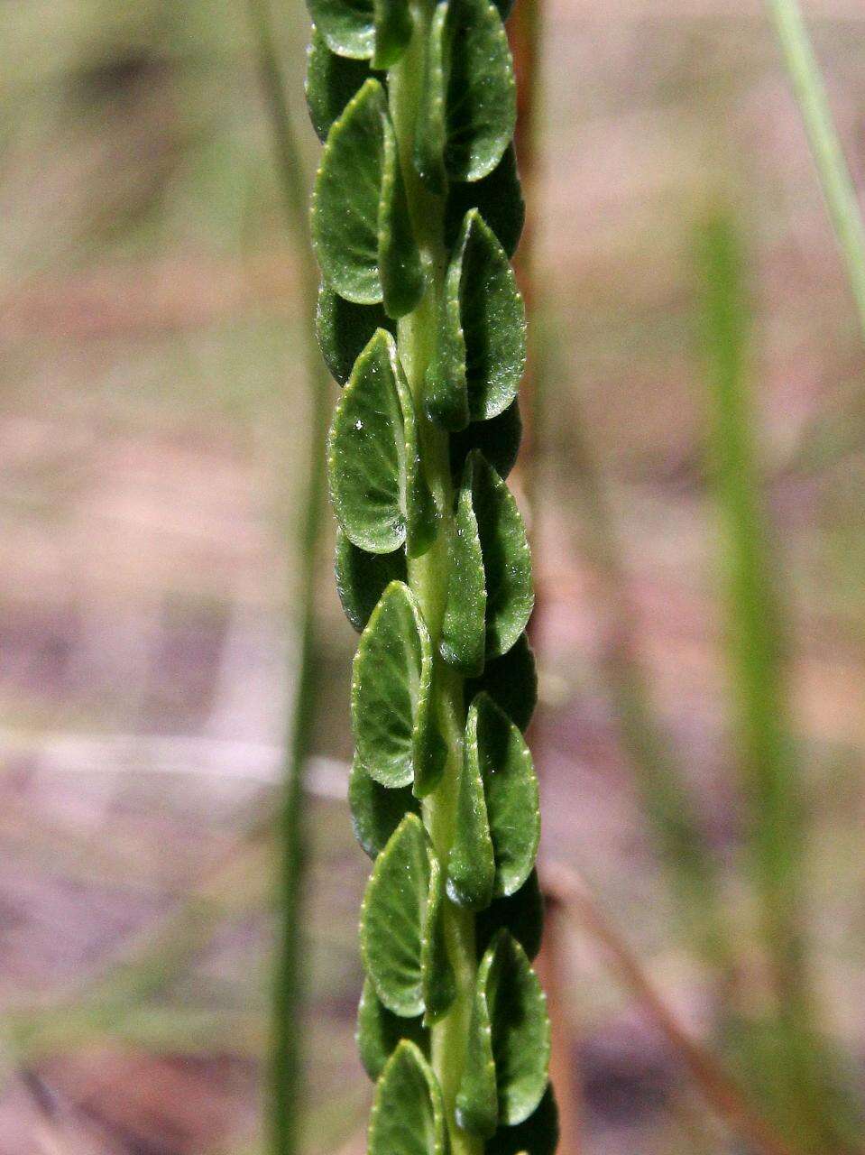 Image of bushmint