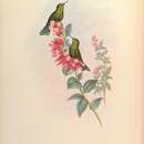 Image of Viridian Metaltail