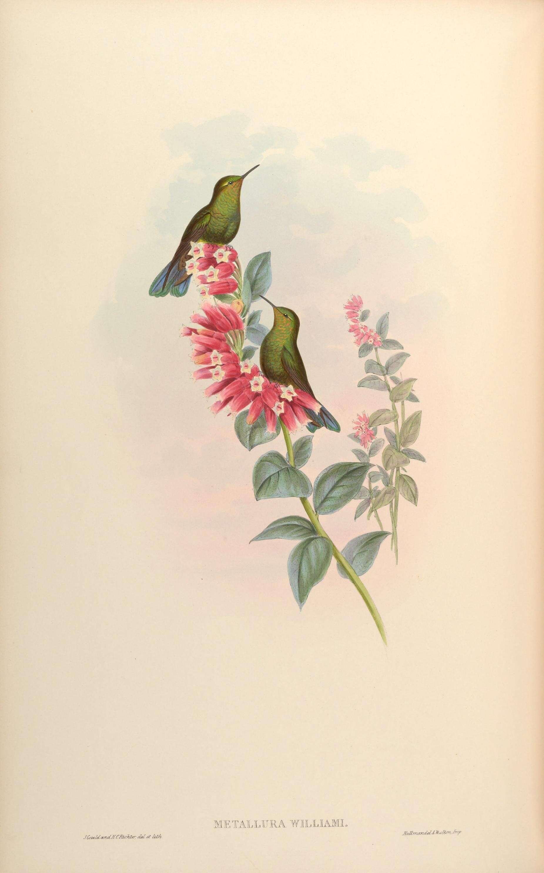 Image of Metallura Gould 1847