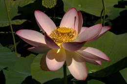 Image of lotus