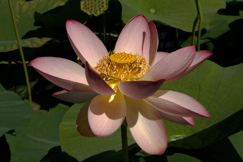 Image of lotus