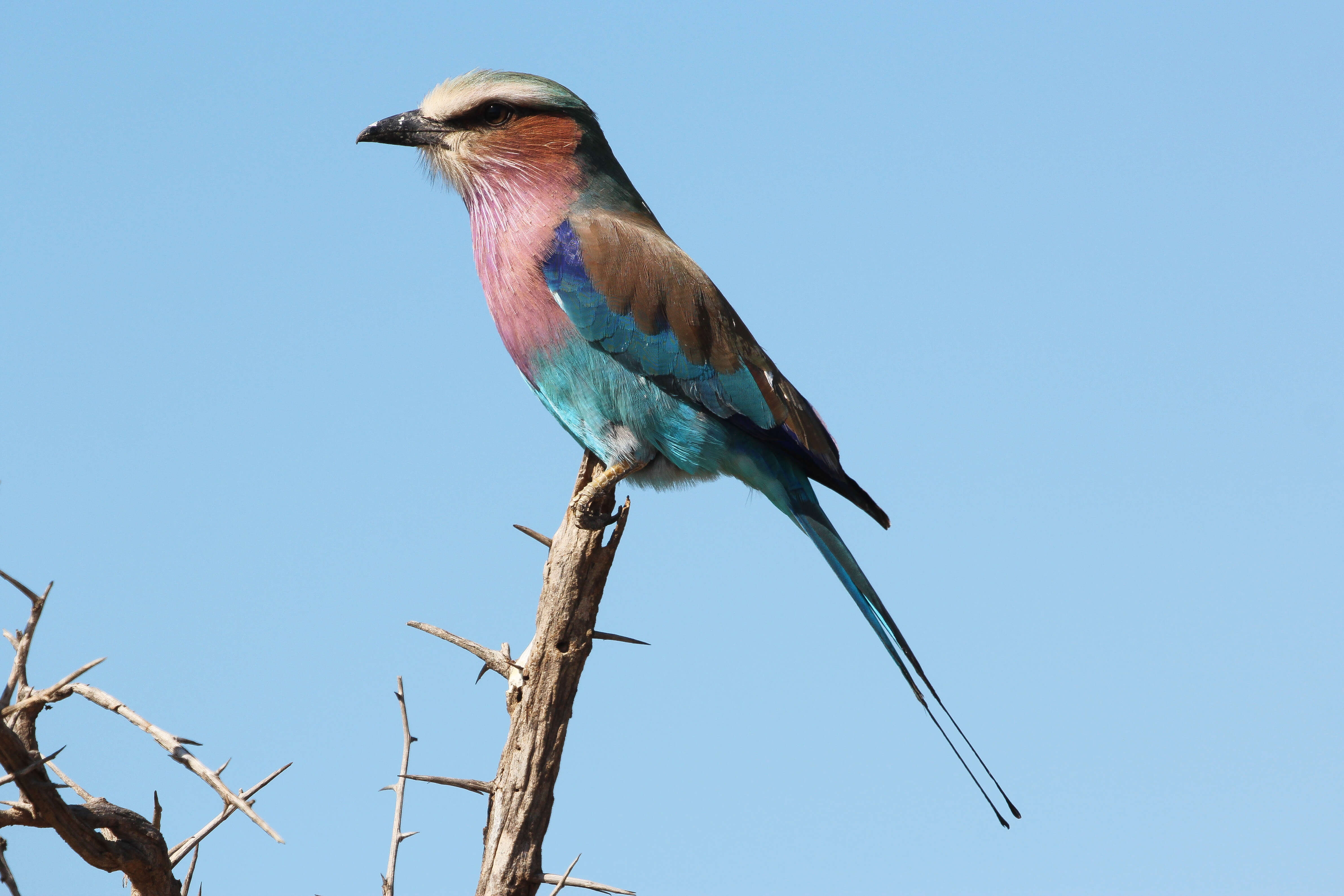 Image of Coracias Linnaeus 1758