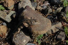 Image of Duges' Spiny Lizard