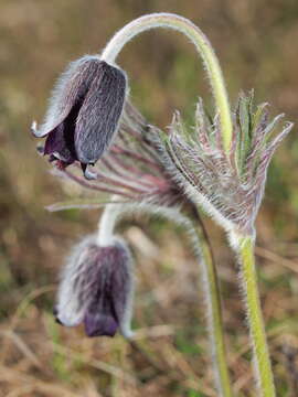 Pulsatilla pratensis subsp. nigricans (Störcke) Zämelis resmi