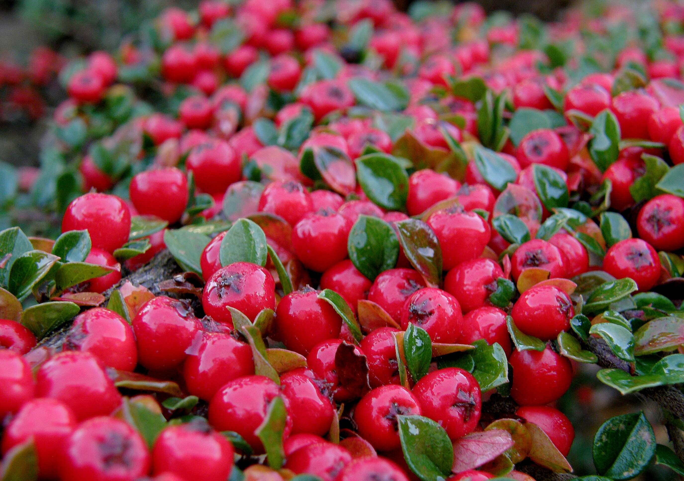 Image of Cotoneaster perpusillus (C. K. Schneider) Flinck & Hylmö