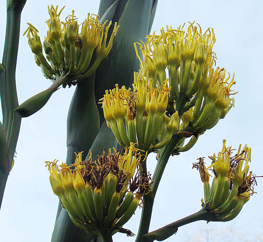 Image of maguey