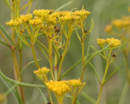 Image of narrowleaf yellowtops