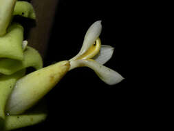 Image of Goeppertia vinosa (H. Kenn.) Borchs. & S. Suárez