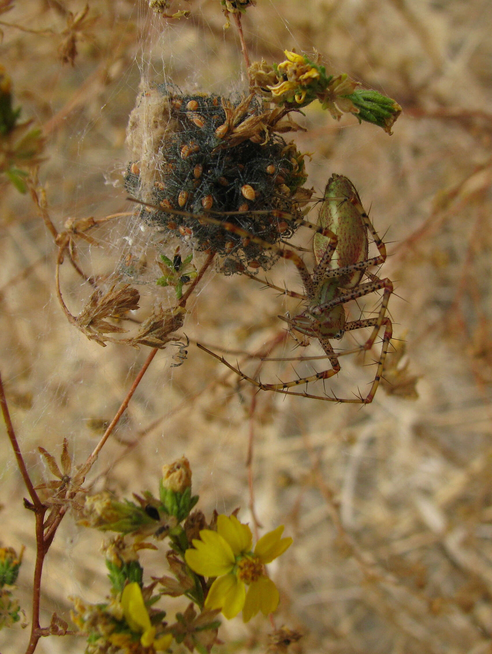 Image of Peucetia