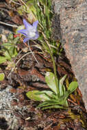 Image of Rock bluebell