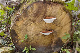 Image of Ganoderma