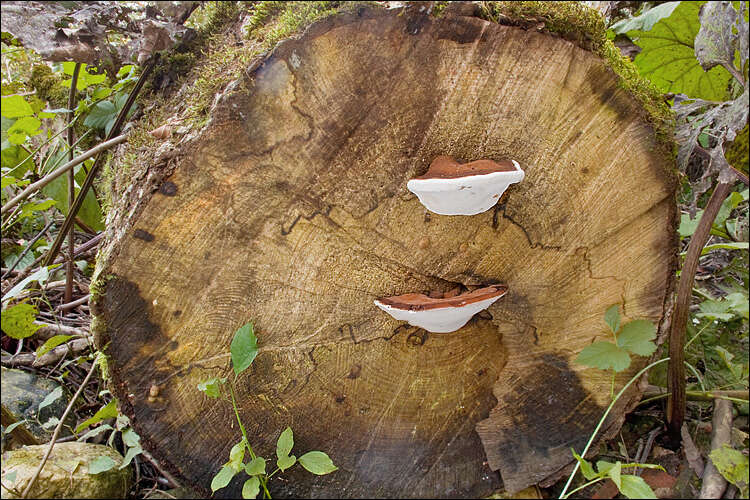 Image of Ganoderma