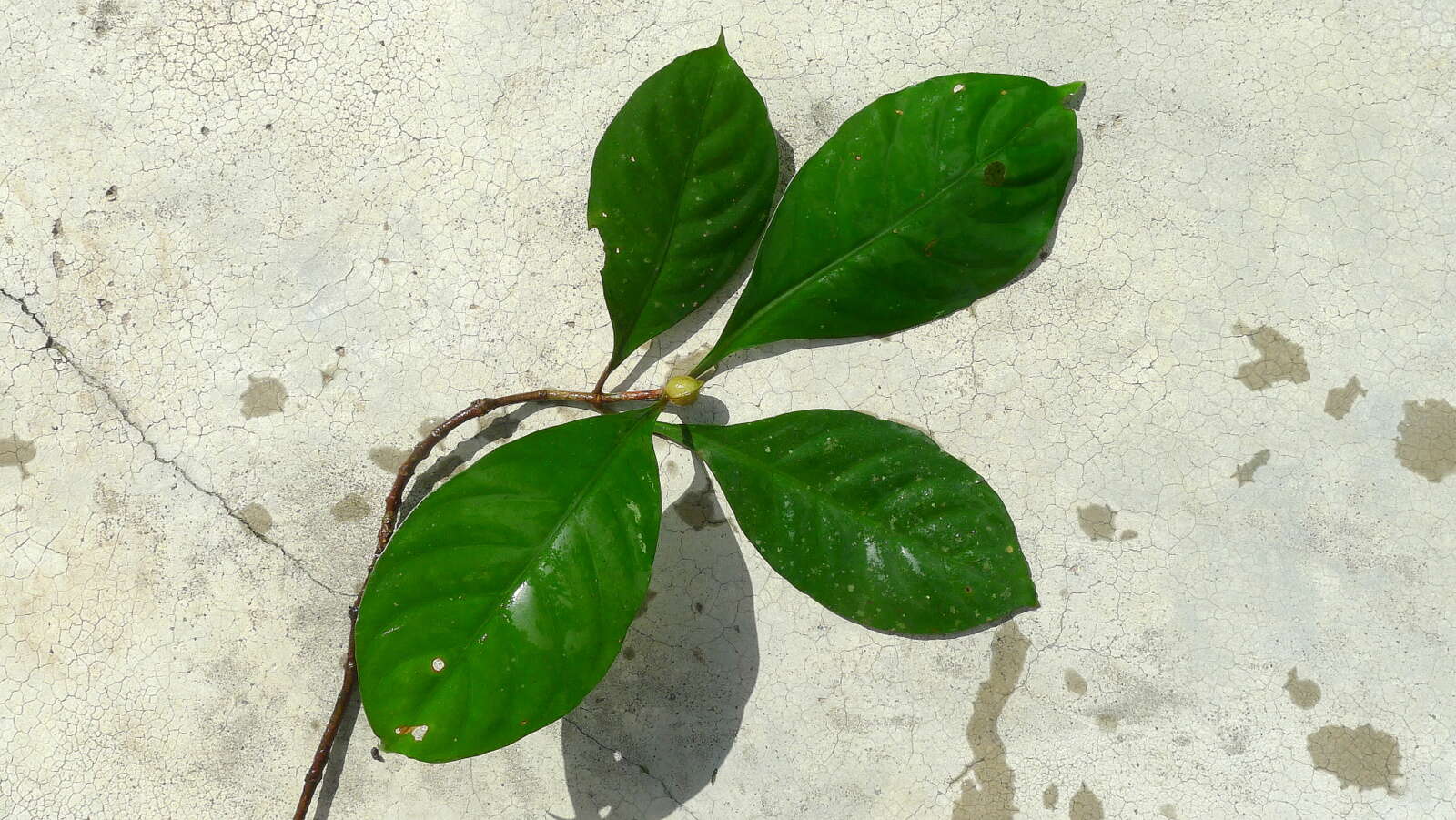 Image of Psychotria cupularis (Müll. Arg.) Standl.