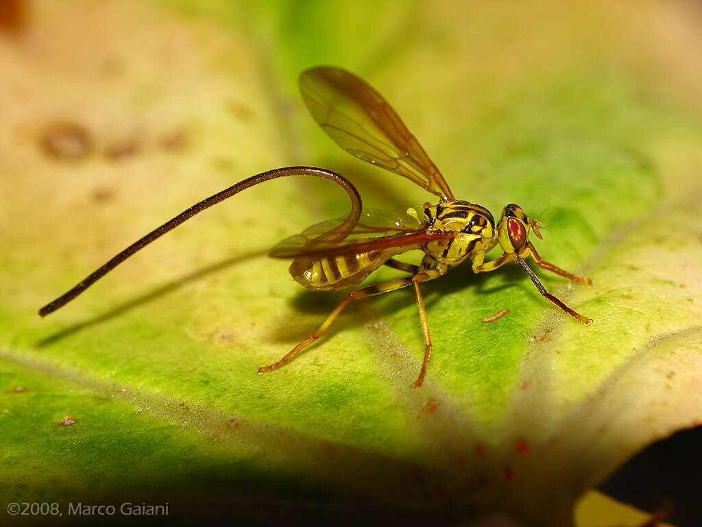 Image of Papaya Fruit Fly