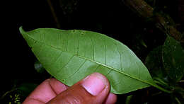 Image of Nyctagynaceae