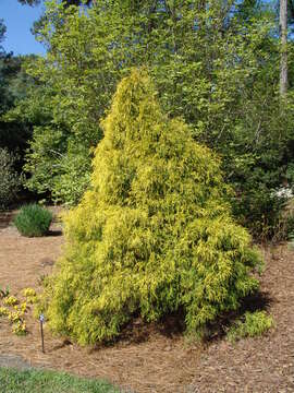 Image of Sawara Cypress