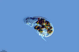 Image of Gastropodidae