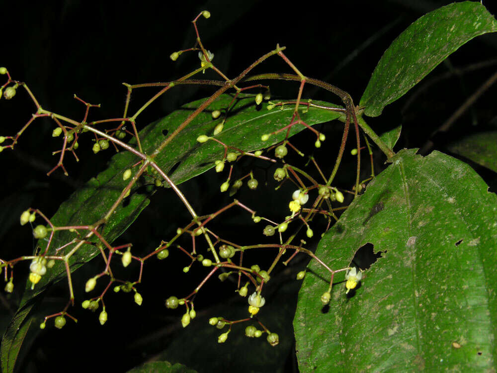 Image of Conostegia dissitiflora (Almeda) Kriebel