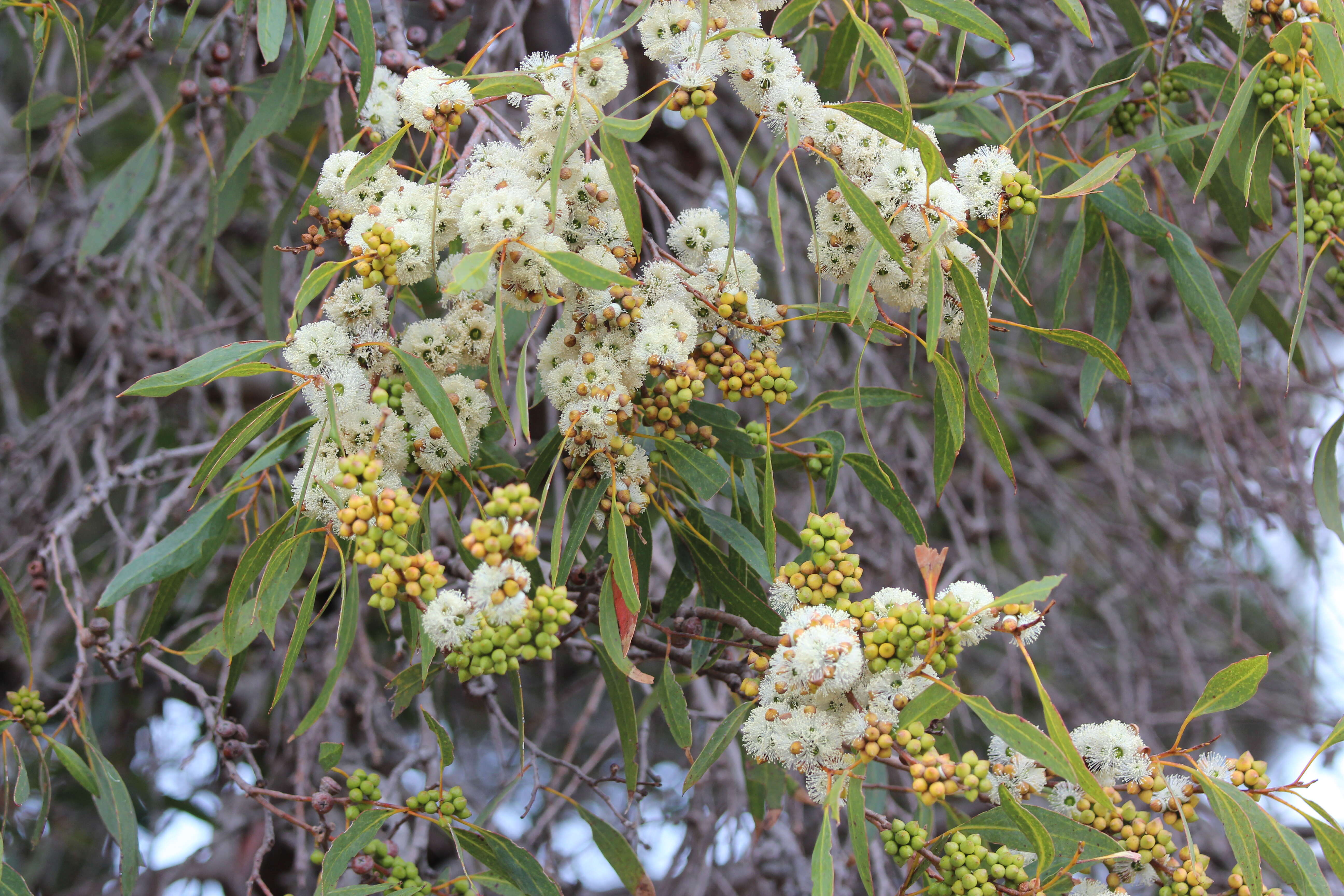 Image of Coastal White Mallee