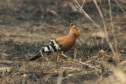 Image of hoopoes