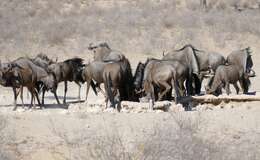 Image of wildebeest