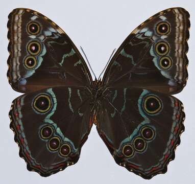 Plancia ëd Morpho peleides Kollar 1850