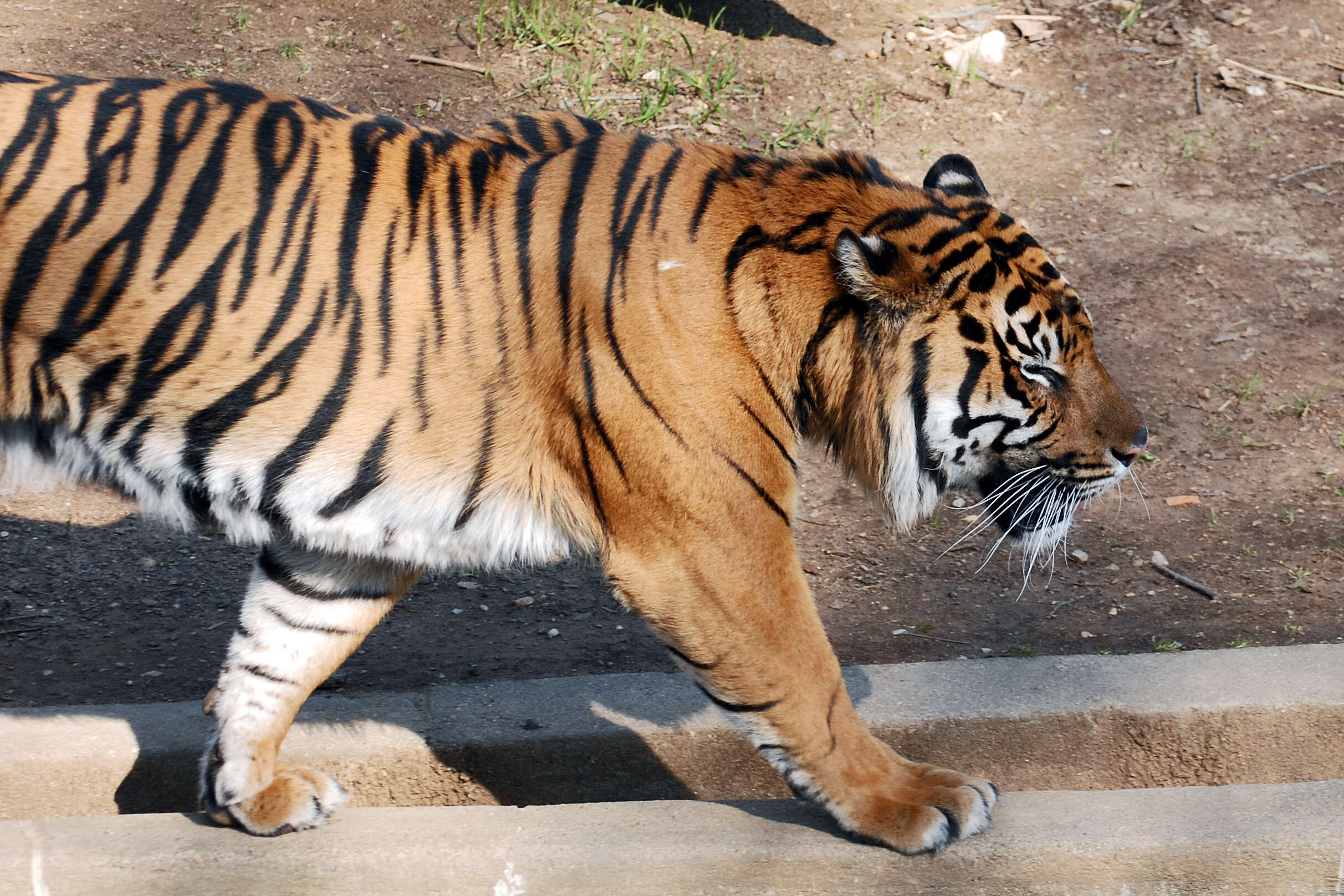 Image of Tiger