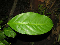 Imagem de Dendropanax caucanus (Harms) Harms