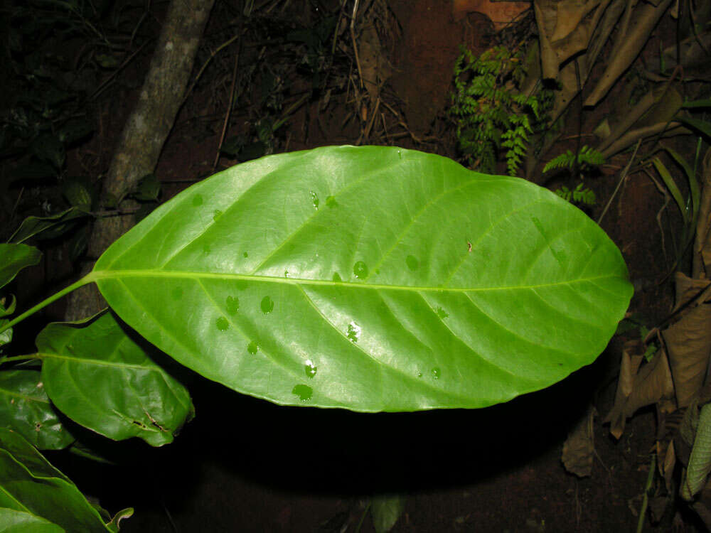 Imagem de Dendropanax caucanus (Harms) Harms