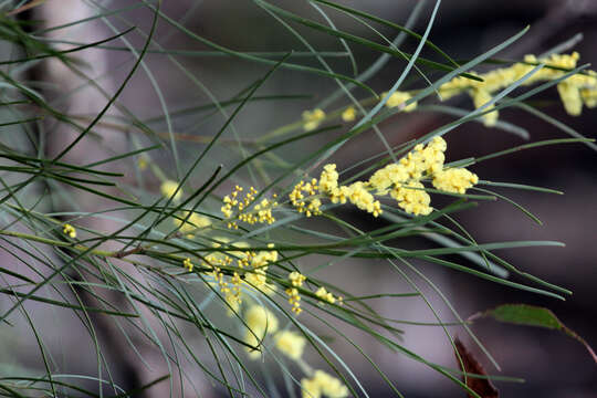 Imagem de Acacia mucronata Willd. ex H. L. Wendl.