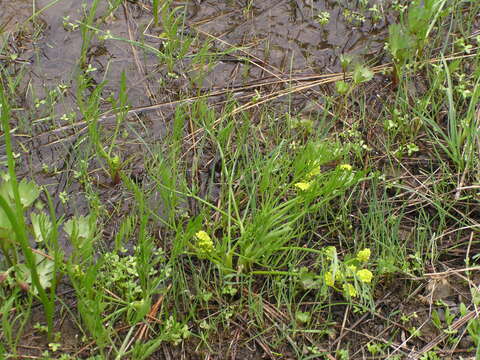 Image of Wasatch desertparsley