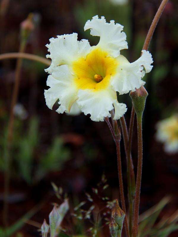 Image of Mandevilla longiflora (Desf.) Pichon