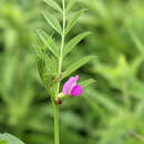 Image of Lathyrus palustris