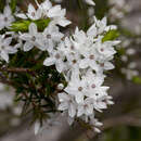 Plancia ëd Epacris grandis R. K. Crowden