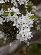 Plancia ëd Epacris grandis R. K. Crowden