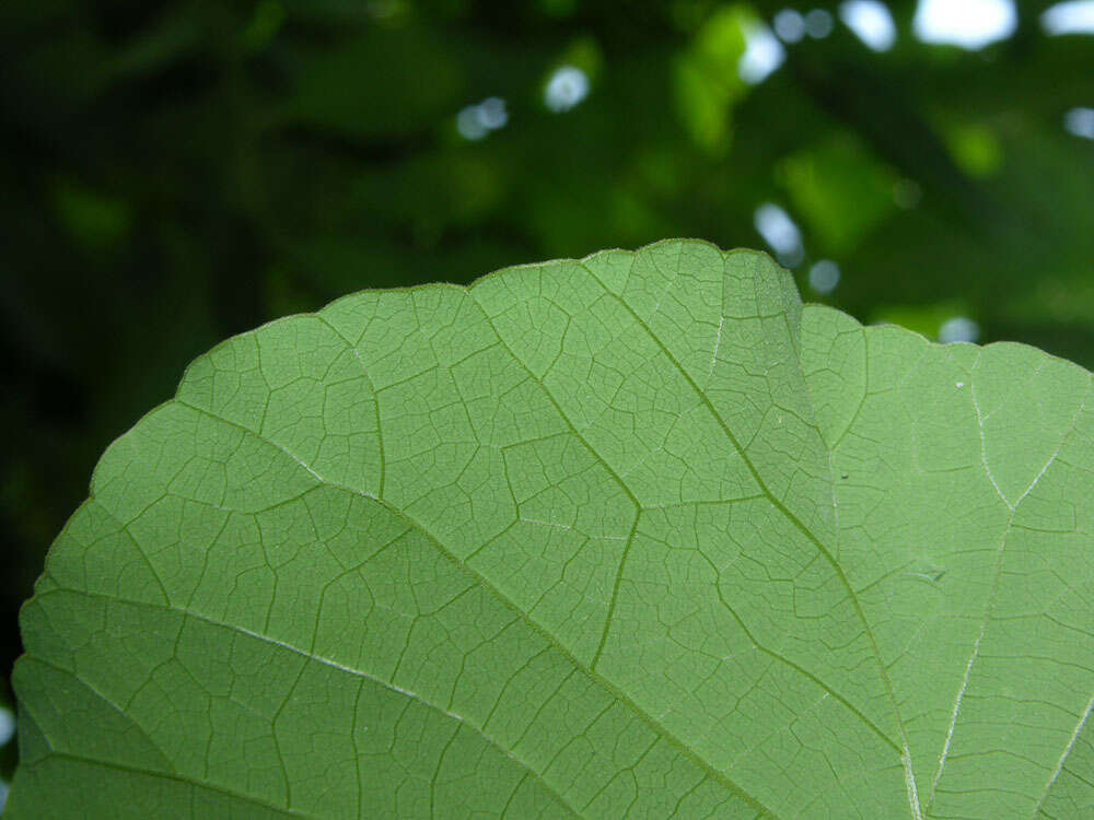 Image of Cissampelos grandifolia Triana & Planch.