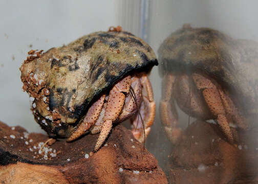 Image of Caribbean hermit crab