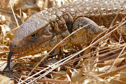 Image of Paraguay Caiman Lizard