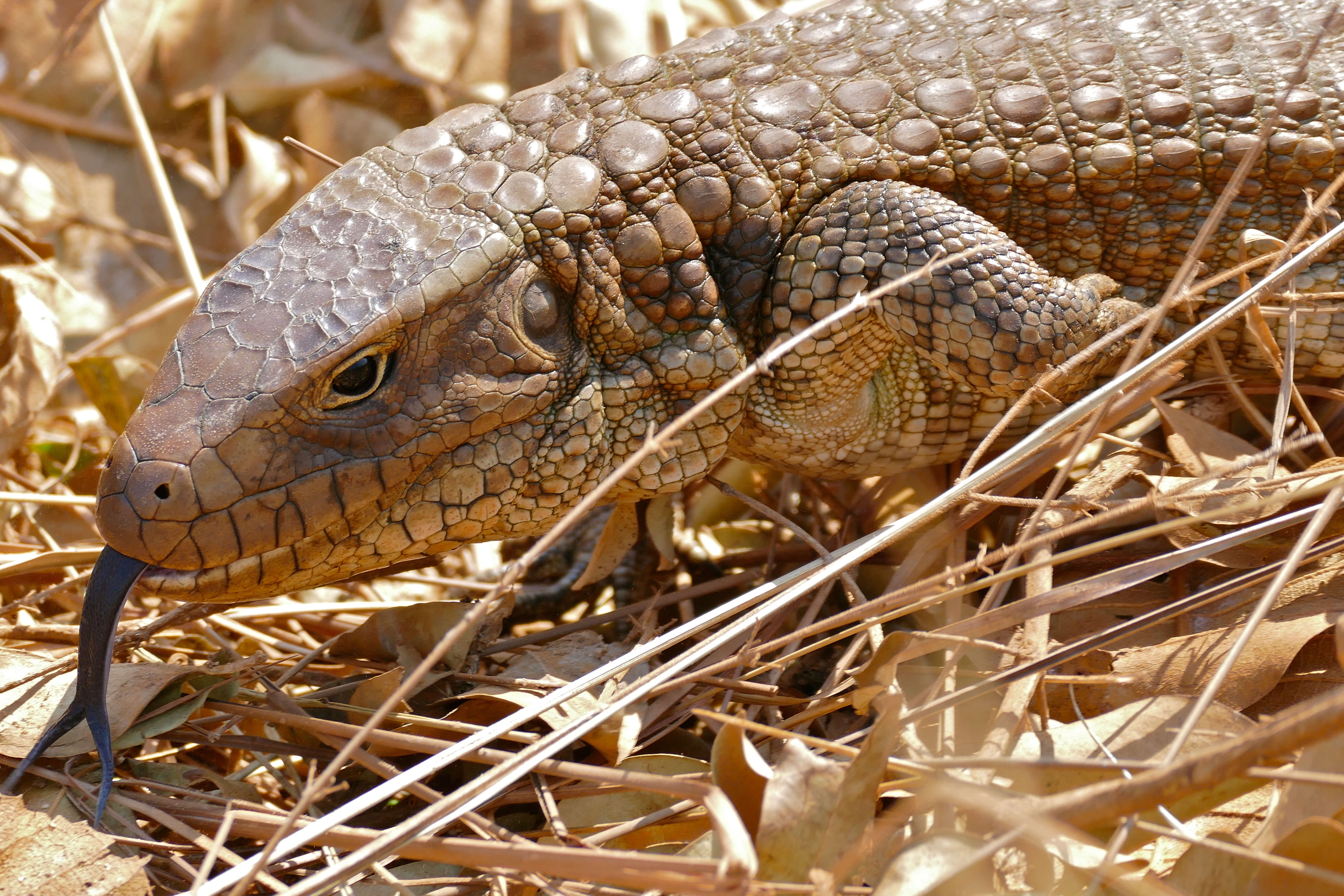 Image of Paraguay Caiman Lizard