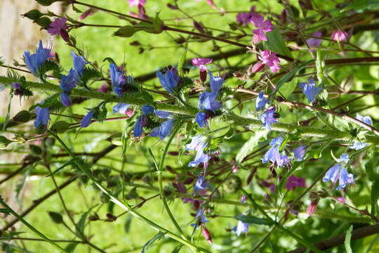 Image of blueweed