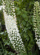 Image of Foxtail Lily