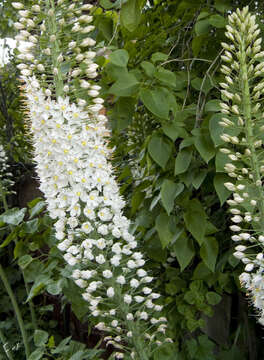 Image of Eremurus olgae Regel