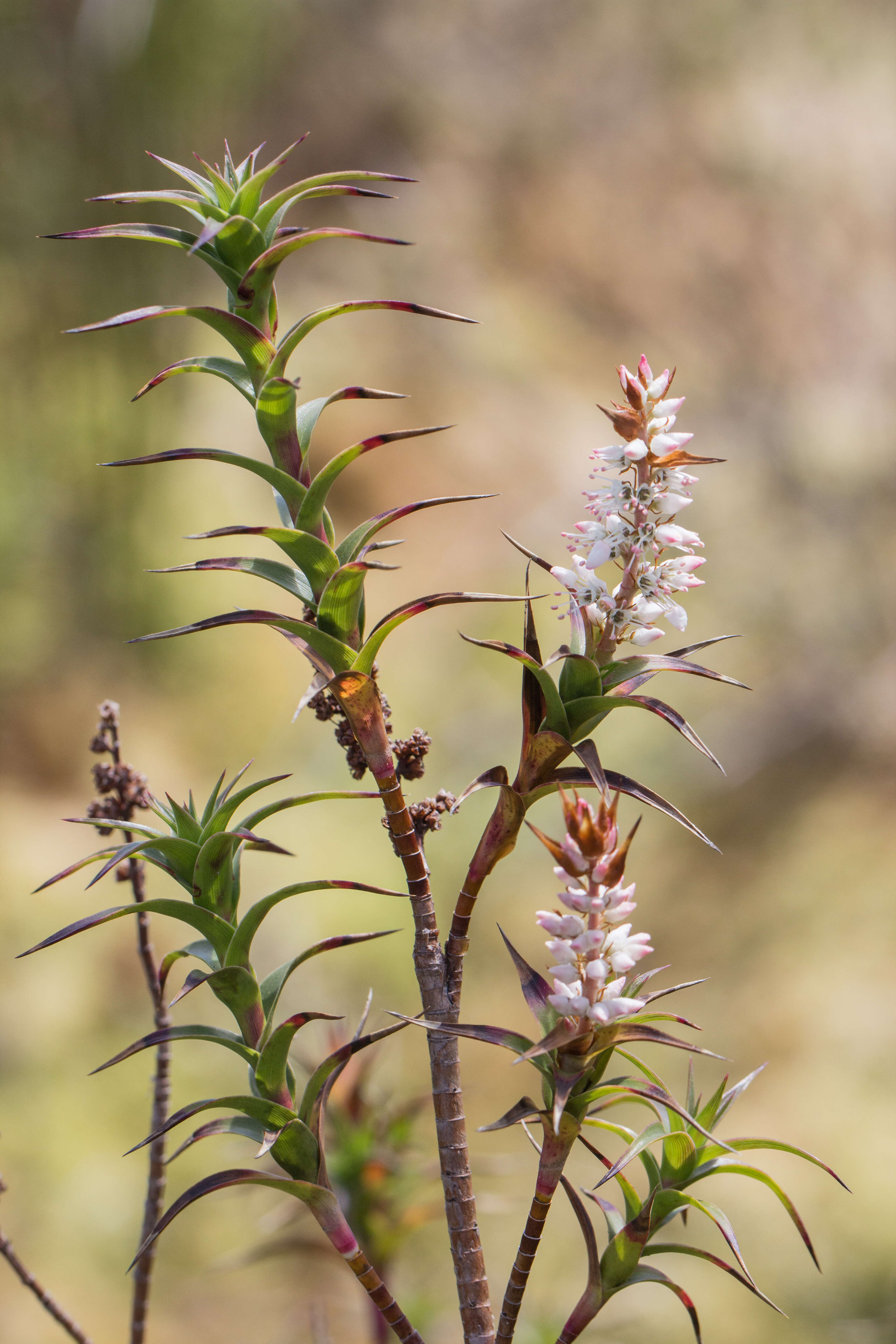 Sivun Richea kuva