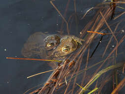 Image of Nile Valley Toad