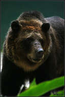 Image of Brown Bear