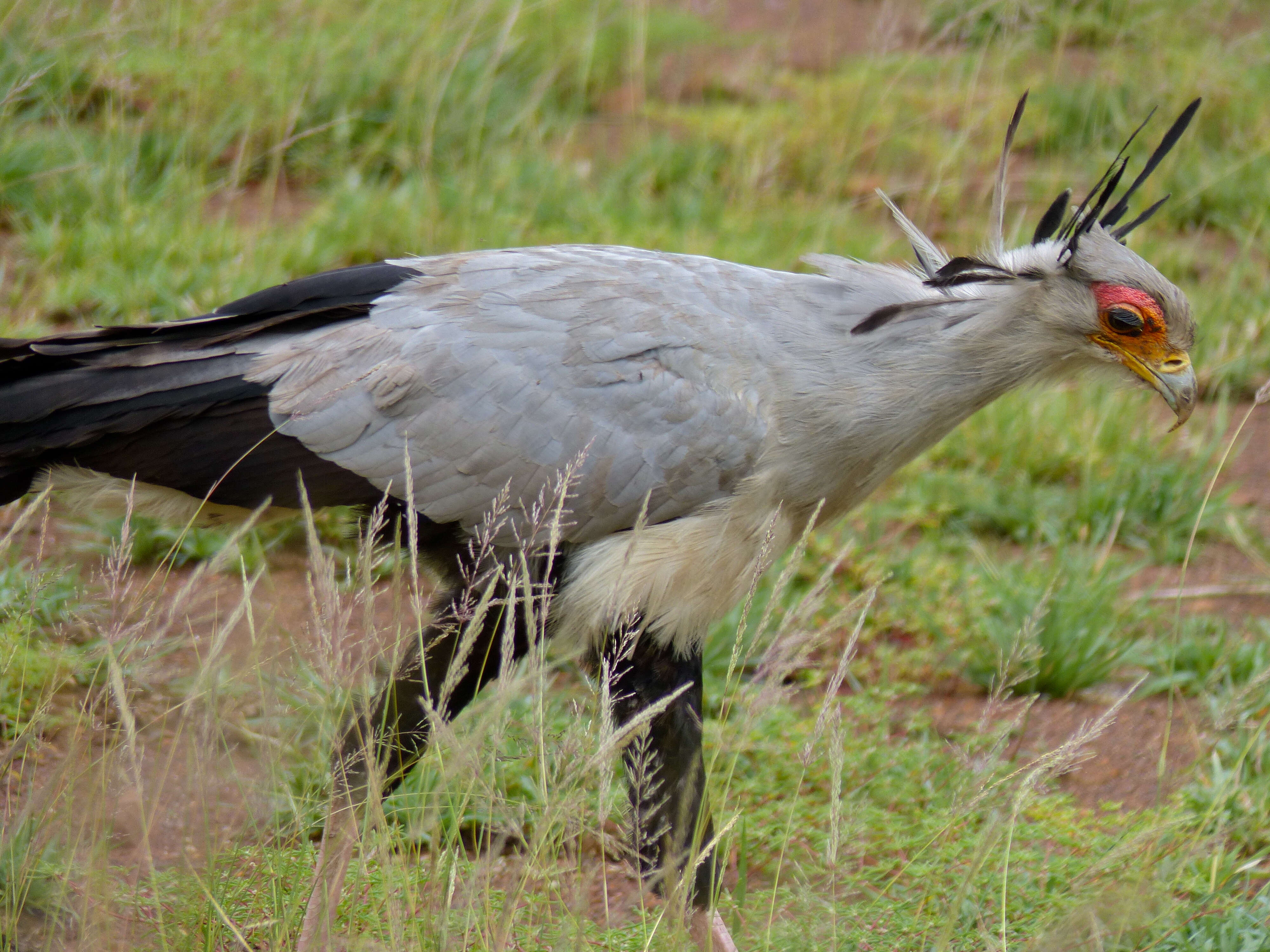 Image of Sagittariidae