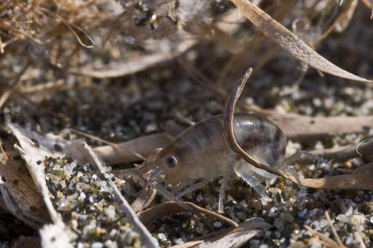 Image of Talitroidae Myers & Lowry 2020