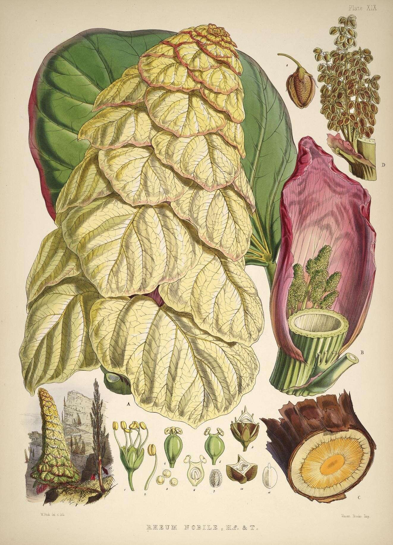 Image of rhubarb