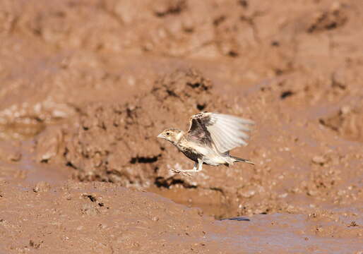 صورة Eremopterix leucotis (Stanley 1814)