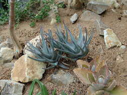 Image of Aloe glauca Mill.